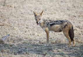 Қозоғистоннинг Туркистон вилоятида шоқол қишлоқ ҳудудига