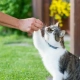 A woman in Switzerland has been charged with feeding her neighbor's cat