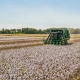 Хитой Сурхондарёда 95 млн долларлик пахта лойиҳасига сармоя киритади