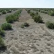 Usbekistan setzt groß angelegte Aufforstungs- und