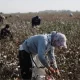 С началом осеннего сезона хлопкоуборка также вошла в