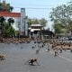 Taylandning Lopburi shahrida kutilmagan holat yuz berdi.