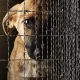 In Uzbekistan, the fight against cruel treatment of