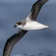 Small seabirds – during a storm they enter wind and waves