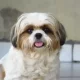 In Buryatia, a Shih Tzu dog named Lacey, who had been