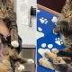 In the United Kingdom, a cat named Mono was born and