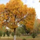 In Uzbekistan, a slight cooler weather is expected in the