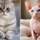 Нидерландыда Scottish Fold (шотланд) және жүнсіз