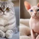 The Nation, Hollanda'da Scottish Fold (İskandinav) ve
