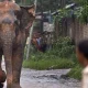 Hindistan'ın Jharkhand eyaletinde kuduz bir fil en az