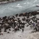 Куйдирги яна чегарада – санитария назорати кучайтирилди