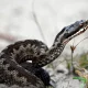 Xorvatiyada kutilmagan voqea ro‘y berdi: mast holatda