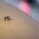 Entomolog Marina Krivosheyina chivin chaqishidan qanday