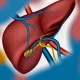 The liver is one of the most active and vital organs in