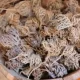 Kaf Meryem (Jericho Gülü), çöl bölgelerinde yetişen ve