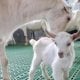 Chinese scientists have achieved a successful result in