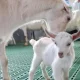 Chinese scientists have achieved a successful result in