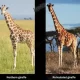 For many years, biologists believed that giraffes were a