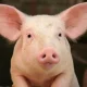 Chinese scientists have successfully transplanted