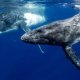 На побережье Эквадора произошёл необычный и драматичный