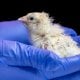 Des scientifiques de la startup biotechnologique
