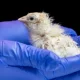 Scientists at the US biotech startup Colossal Biosciences