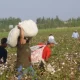 In the Kumkurgan district of Surkhandarya region, Deputy