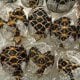 An unusual and illegal act has been uncovered in Thailand.