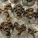 In Thailand wurde eine ungewöhnliche und illegale Handlung