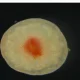 Researchers at Memorial University of Newfoundland and