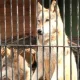 Андижон шаҳридаги автозаправка ҳудудида икки та