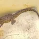 Пойтахтимиз