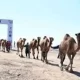 На территории Казахстана отмечено уникальное событие,
