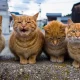 У каждой кошки свой уникальный характер. Некоторые