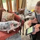 Арнольд Шварценеггер шахсий боғида эшак ва чўчқа боқмоқда,