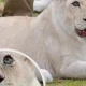 Luna, a white lioness living in a South Korean zoo, has