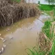 Des images montrant des poissons emportés par le courant