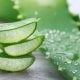 Aloe Vera - tabiiy dori-darmonlar orasida eng