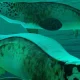 Des scientifiques ont identifié un grand reptile marin