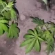 In Fergana region’s Dangara district, police uncovered a