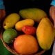 Ҳиндистонда ўтказилган янги тадқиқотлар манго мевасининг