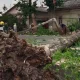 23 май куни Тошкентда кучли шамол оқибатида дарахт икки