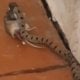An unusual video showing a snake hunting mice inside a
