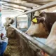 Туркияда ҳайвонлар орасида оғир оқсим касаллиги эпидемияси