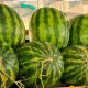According to EastFruit, wholesale watermelon prices in
