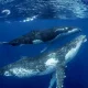 Many people think whales are fish, but they are actually