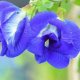 In various regions of India, the butterfly pea flower,