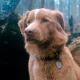 Now, at the “Oscar” awards, four-legged actors may also