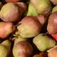 The pear is one of the most commonly consumed fruits