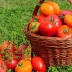 Pomidor eng ko‘p iste’mol qilinadigan sabzavotlardan biri